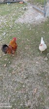 Coppia Gallo/ Gallina Razza Medio/Nana Gallina ideale per la cova