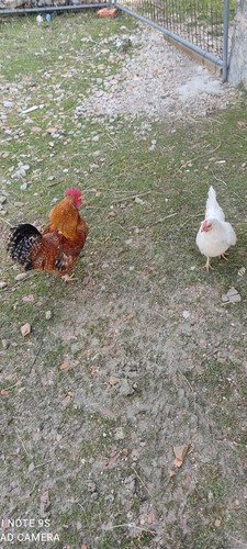 Coppia gallo gallina razza - coppia,