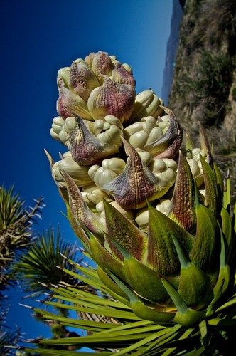 Rare yucca brevifolia j - rare,