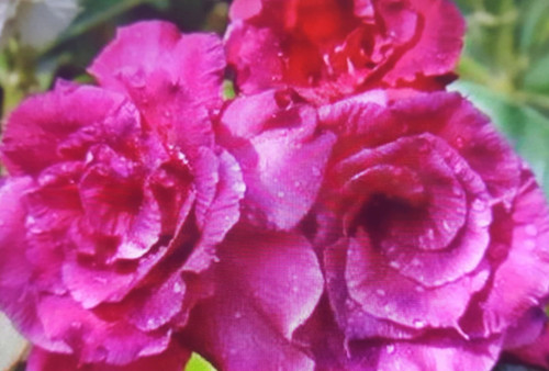 Rosa adenium obesum sweet - adenium, "sweet