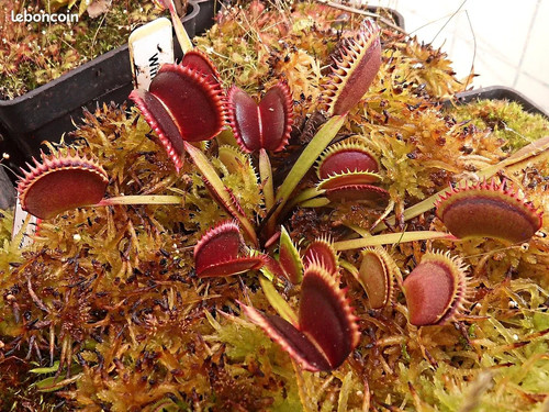 Dionaea muscipula wine - dionaea,