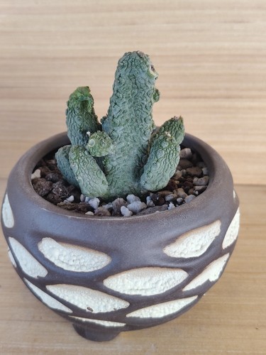 Pseudolithos caput viperae - pseudolithos, caput-viperae