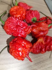 25 SEMI DI PEPERONCINO