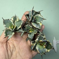 1/4/10/20PCS 4-5 cm pianta