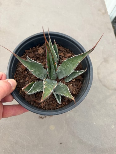Gentry agave hardy - gentry's, zone7