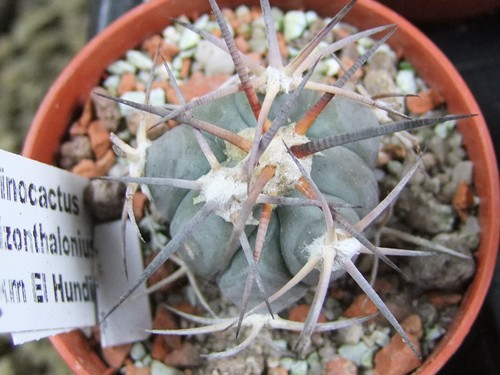 Echinocactus horizonthalonius