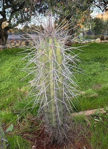 Stetsonia coryne cactus - stetsonia,