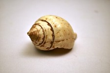 Antico Conchiglia Cover