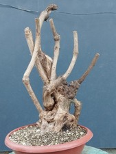 Bonsai di Glicine 50x20cm In