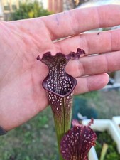 Semi Sarracenia Moorei x self