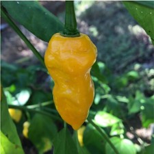 10+ Yellow Naga Viper Pepper