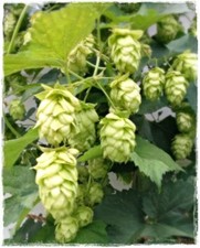 SEMI SEMENTI SPECIALI LUPPOLO FRUTTA BIRRA RAMPICANTE DISTILLATI