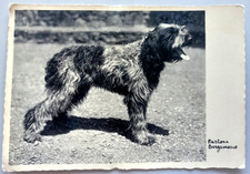 PASTORE BERGAMASCO - 1935