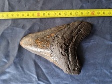 Autentico dente di squalo di Megalodonte 14,2 cm Fossile Rarità 