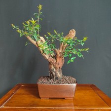 PRE BONSAI SHOIN DI MIRTO