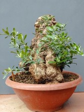 Bonsai Olivastro 31x21cm In