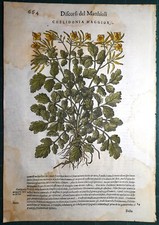 Stampa antica MATTIOLI
