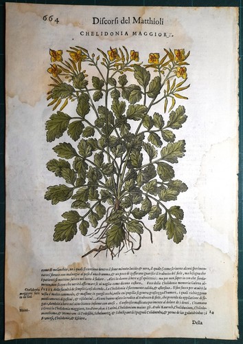 Stampa antica mattioli - antica,