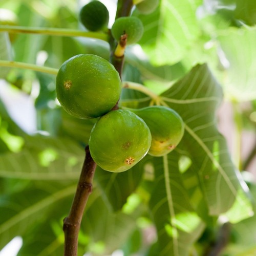 Pianta frutto fico bifero - frutto,