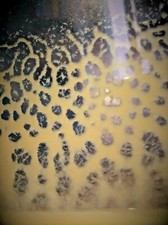 30g - STARTER inoculo MICROWORMS MICRO WORMS mangime cibo vivo per pesci