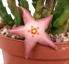 1 Talea senza radice di