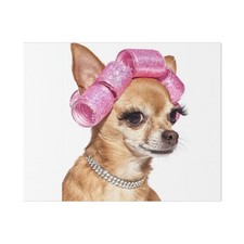 Chihuahua con Rulli Rosa Tela