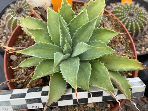 475 agave potatorum - 475, cv