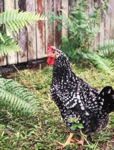Uova feconde gallina ancona - feconde,