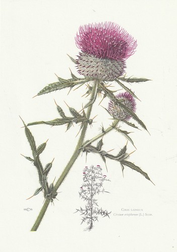 Planche 161 histoire - histoire, naturelle