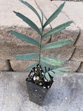 Encephalartos Lehmannii