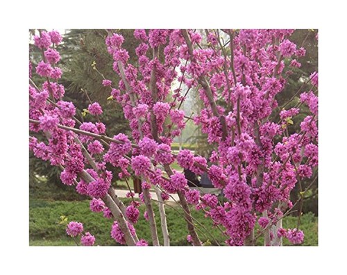 Piante albero di - piante,