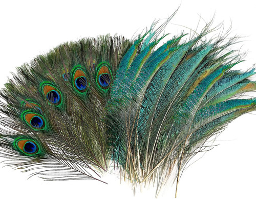 Piume pavone naturale 40 - piume,