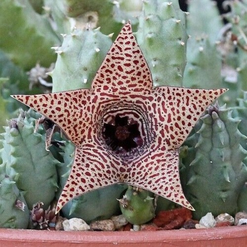 Piccola talea singola huernia - piccola,
