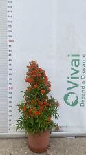 PIANTA DI PIRACANTA A PIRAMIDE ALTEZZA 60/80 CM (FOTO REALI) PYRACANTHA IN VASO
