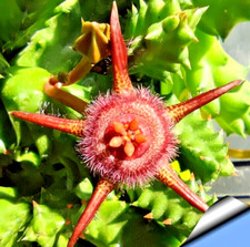 Uno Stelo a radice Nuda Duvalia Radiata Fiore in foto WEB Pianta grassa