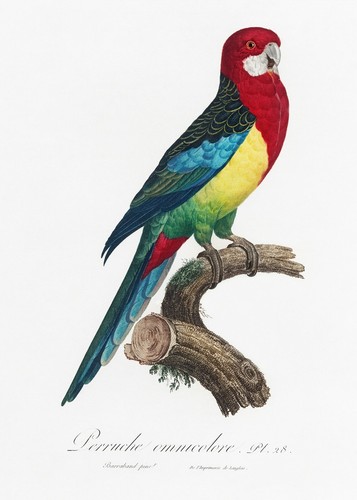 Piatto rosella orientale - n.,