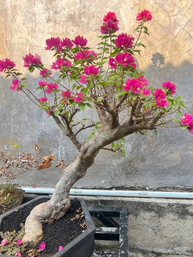 Bonsai bouganville fiore - bonsai, di