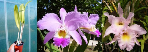 Cattleya gaskelliana rlc - x,