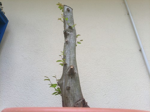 Bonsai carpino bianco - carpino, bianco.10
