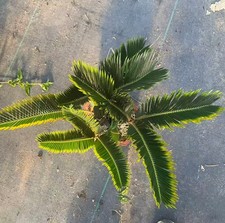Cycas revoluta "Aurea" WYSIWYG