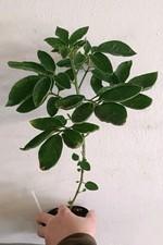 Piante di Solanum muricatum