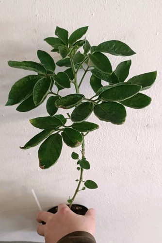 Piante solanum muricatum - piante,