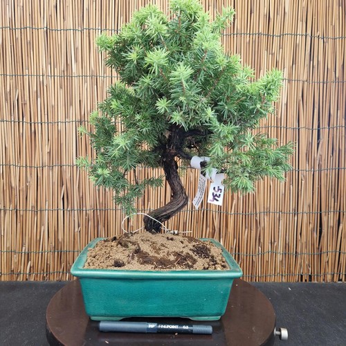 Bonsai ginepro rigida h - di,