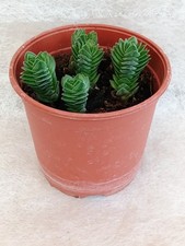 Crassula buddha temple - buddha's,