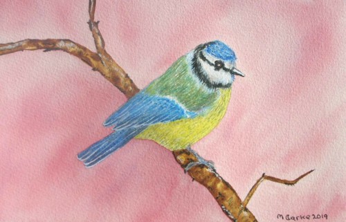 Acquerello originale blue tit - blue,