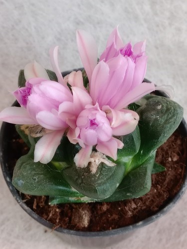 Ariocarpus sur tus - ariocarpus, sur@tus