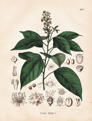 Croton tiglium kroton - tiglium, oil