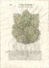 Stampa antica MATTIOLI