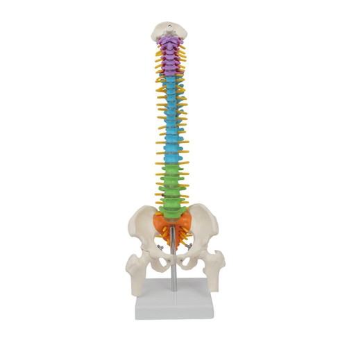 Modello colonna vertebrale - modello,