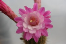 Hildewintera 'Otto Schultz' Hybride-Echinopsis,Trichocereus
